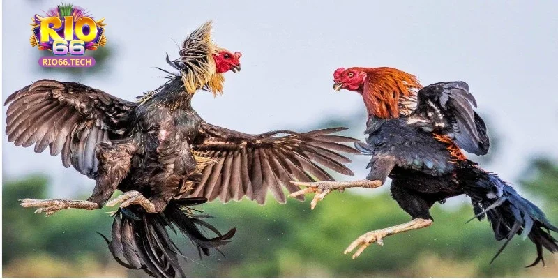 Đá gà cựa sắt đầy kịch tính