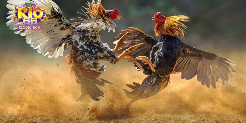 Tham gia sảnh chơi với nhiều ưu điểm